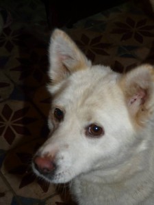 10488196_404168726419546_1045833120970023793_n