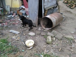 10940482_387190358117383_3905002782566250864_n