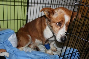 10978562_393565304146555_2082424638691636280_n