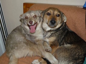 10986426_409473269222425_4259626452041069318_n