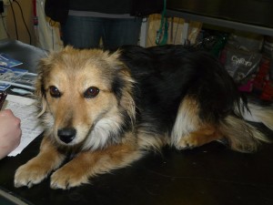 11008431_409469645889454_601337204312680313_n