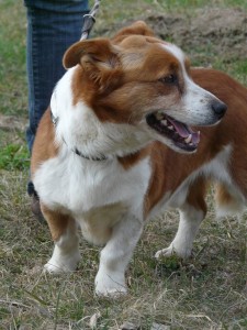 11008572_413153738854378_853913668683550578_n