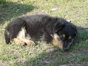 11020217_409453805891038_4034883936172379510_n