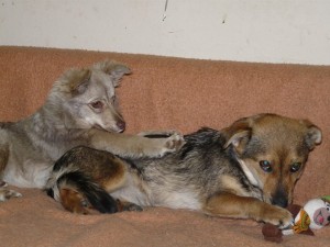 11025146_409473322555753_5229786928736053528_n