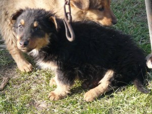 11025747_409453932557692_8055114634430134642_n