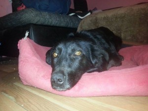 11033448_403347636501655_574918145698319695_n