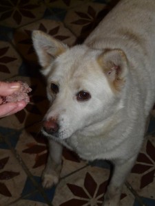 11042994_404168886419530_7967847812027512930_n