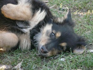 11044598_409453862557699_745518352412207765_n