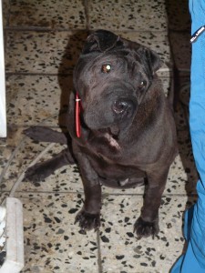 11052444_418301811672904_8472480442809194746_n