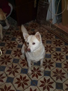 11053371_404168909752861_1552386454890229206_n