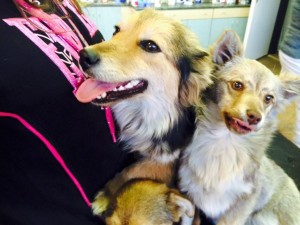 11054394_410650489104703_22905363440311003_n