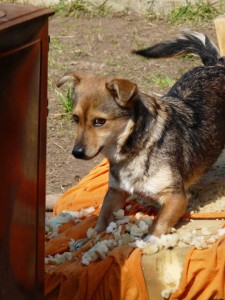 11056058_415394051963680_6462347750998445550_n