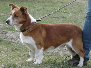 11057317_413153422187743_867987474470708678_n