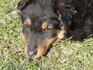 11061662_409453775891041_7449539614776935229_n