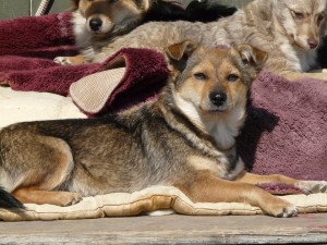 11062118_415393948630357_2104544128463944764_n