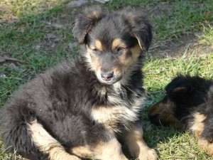 11062722_409453399224412_2216321738811811605_n