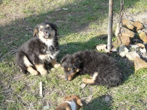 11068229_409453625891056_3621187560893743915_n