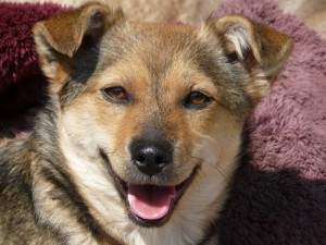 11081060_415393921963693_8926605675173908462_n