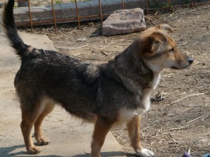 11081088_415393995297019_334857142491016714_n