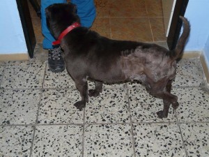 11081413_418301751672910_6400082245235391945_n