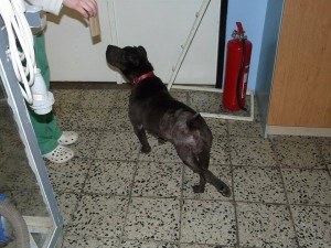 11081479_418301825006236_214225299425850740_n