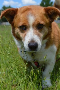 13112885_570232939813123_7651249503180492558_o