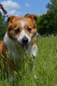 13123240_570233239813093_2148305458475191426_o