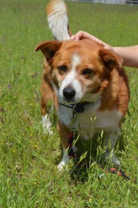 13131211_570233103146440_3261428139579770531_o