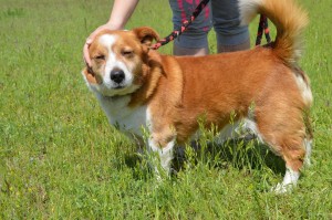 13151532_570233006479783_1081741609932904058_n