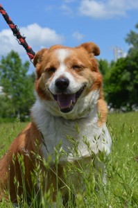 13173264_570232963146454_341440736146463205_o