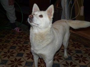 1487318_404168956419523_2259810933874150506_n