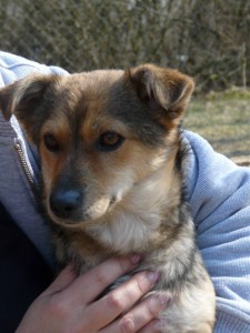 1509881_415394168630335_3858474337305946938_n