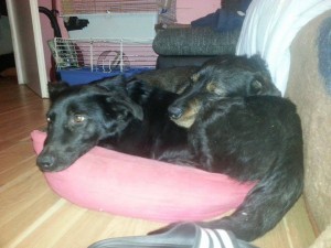 1511127_403347599834992_7910772477528989508_n