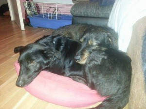 1517383_403347596501659_5326194403077888095_n