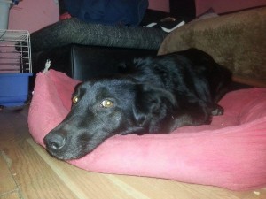 1546073_403347733168312_7918537988453816440_n