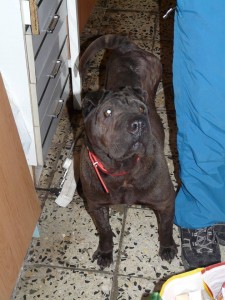 1897825_418301745006244_4984886925950026606_n