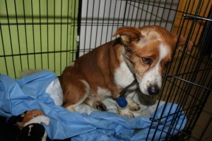 1908313_393565210813231_1899858405225086804_n