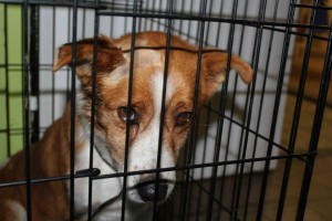 1947574_393565407479878_7071107104655613923_n