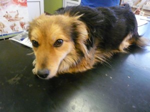 20717_409469572556128_6666108758136404482_n