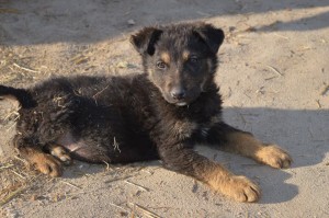 10015167_431207237049028_720621708260791384_n