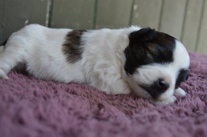 10250333_431193073717111_2915731299554239_n