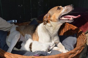 10250333_431193100383775_6862789836407476262_n