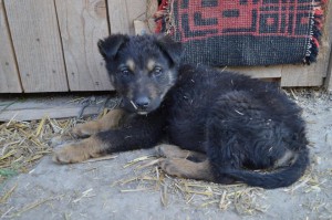 10423748_431207257049026_89521298024465336_n