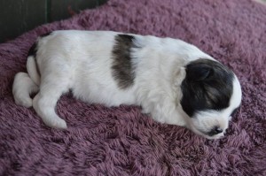 10448219_431193317050420_5121538458779205787_n