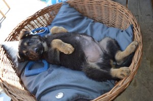 10933907_431207357049016_3340146230807449064_n