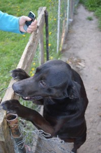 10982695_431188970384188_5802946280539539886_n