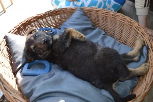 10985896_431207373715681_5142483708674131686_n