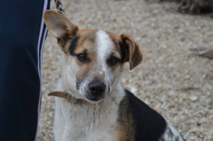 11007728_424139141089171_5838478514245017134_n