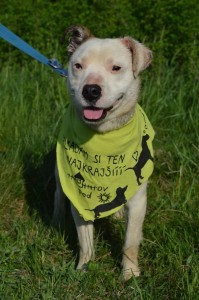 11026219_431196397050112_3453424278776403591_n