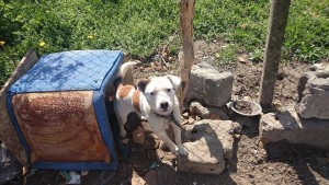 11027504_430451747124577_6561880274243322457_n